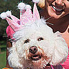 How to Celebrate a Pet's Birthday