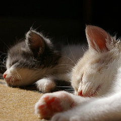 How to Choose a Shelter Cat How to Choose a Shelter Cat
