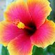 Hibisko's picture