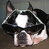 Pictures of Dogs Wearing Sunglasses