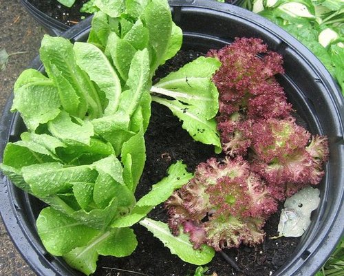 From Dirt to the Kitchen Table