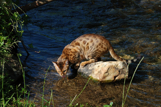 Source: Flickr User roberto shabs
Source: Flickr User roberto shabs