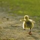 luckyduckyy's picture