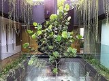 Living curtain made out of draping plants