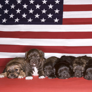 State Dogs