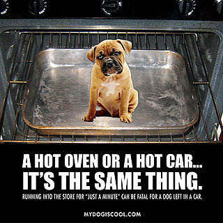 Can I Leave a Dog Inside the Car?