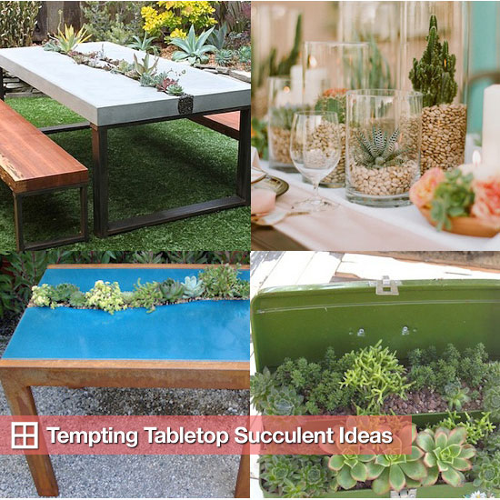 Succulent Tables and Table Arrangements Succulent Tables and Table Arrangements