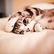 lovelylittlecat