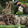 Wild Animals at Port Lympne Park