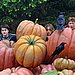 Pumpkin Ron