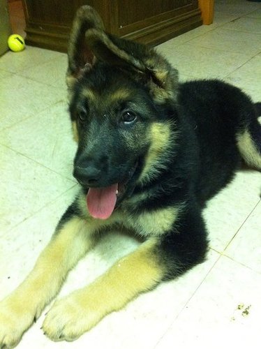 German Shepherd