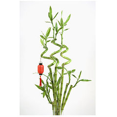 Easy Feng Shui Tips