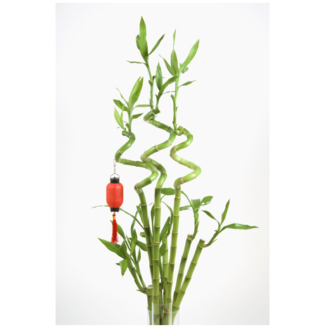 Easy Feng Shui Tips