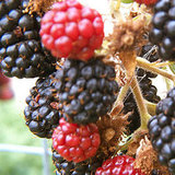 Hybrid Fruit Quiz Hybrid Fruit Quiz