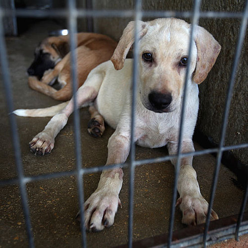 List of Myths About Adopting a Shelter Dog | Pet Adoption