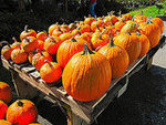 Greig Farm