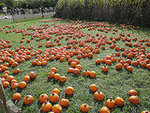 Queens County Farm Museum