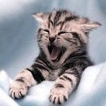 Cat Film Festival, Brunch Party, and Occupy Wall Street NYC