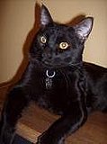 Tommy aka Dr. Bombay