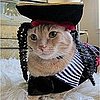 Cat Dressed Up as Pirate Picture