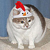 Pictures of Cats in Costumes