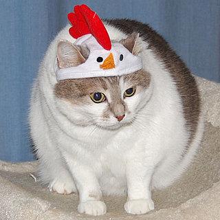 Pictures of Cats in Costumes