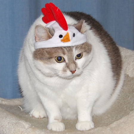 Pictures of Cats in Costumes