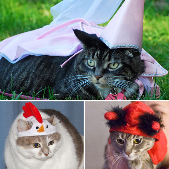 Pictures of Cats in Costumes