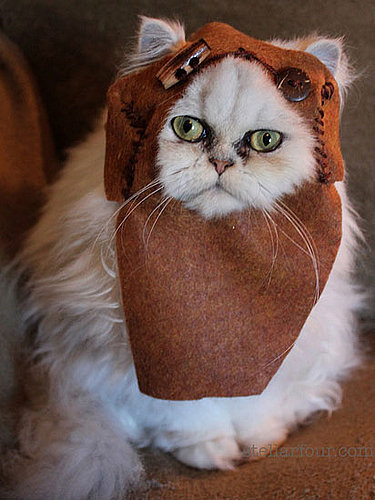 Ewok Cat Ewok Cat