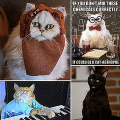 National Cat Day Geek Pictures