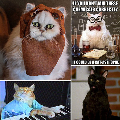 National Cat Day Geek Pictures