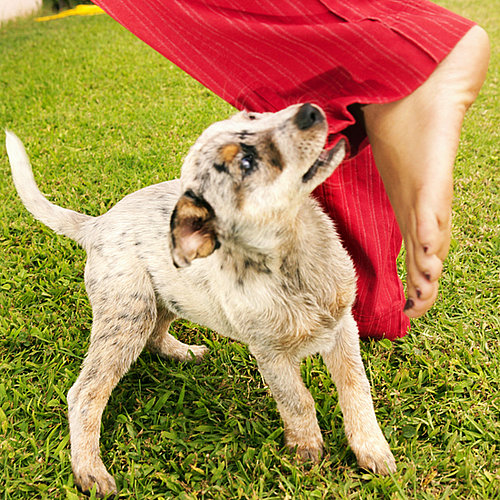 Things Dogs Shouldn't Eat