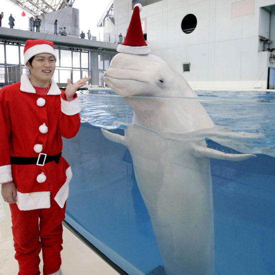 Santa Visits Beluga Whales