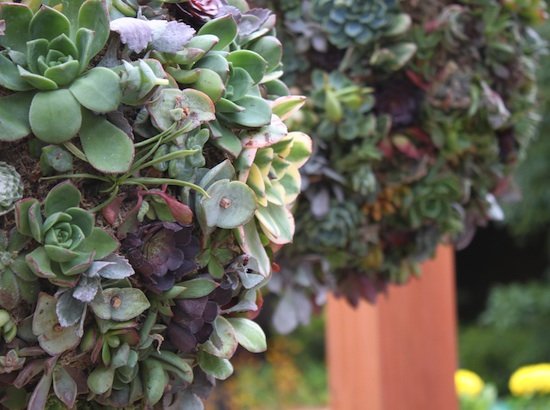Succulents and Air Plants