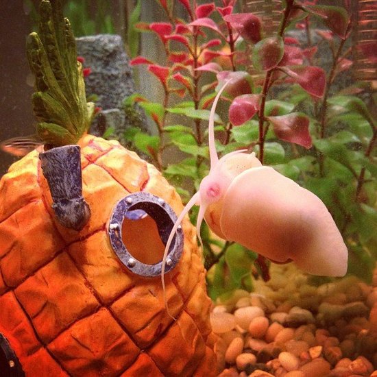 This is my golden snail, Gary. There are many like him but this one cleans my aquarium glass.