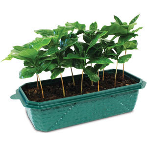 Grow Your Own Coffee Kit ($10)
Grow Your Own Coffee Kit ($10)