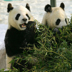 Cute Pandas in Scotland Zoo (Pictures)