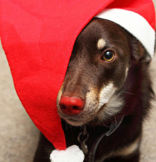 Cute Dogs in Santa Hats Pictures Cute Dogs in Santa Hats Pictures