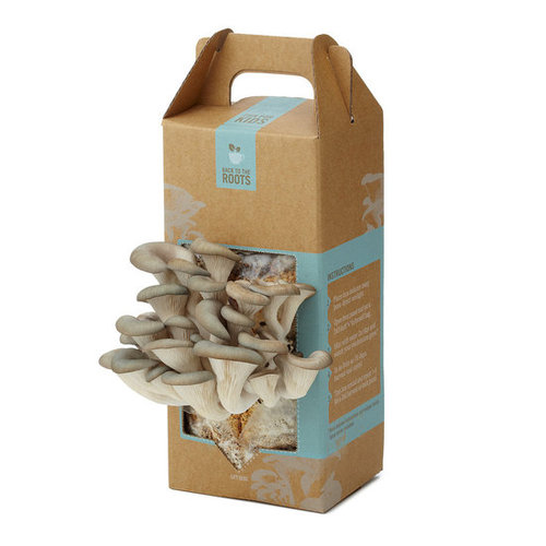 MUSHROOM KIT | Growing Kit for Pearl Oyster Mushrooms | UncommonGoods