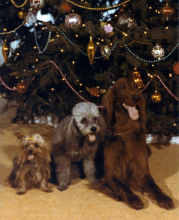 Former President Nixon's pooches — Pasha, the Yorkshire Terrier; Vicky, the Poodle; and King Timahoe, the Irish Setter — behaved admirably for this pic (undoubtedly in anticipation of the holiday treats to follow!).
Source: Nixon Presidential Library
Former President Nixon's pooches — Pasha, the Yorkshire Terrier; Vicky, the Poodle; and King Timahoe, the Irish Setter — behaved admirably for this pic (undoubtedly in anticipation of the holiday treats to follow!).
Source: Nixon Presidential Library