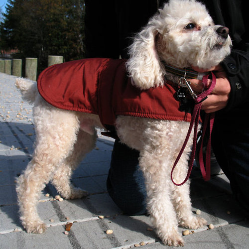 This poodle braces himself against the cold in a cozy red coat.
Source: Flickr User Mr. T in DC
This poodle braces himself against the cold in a cozy red coat.
Source: Flickr User Mr. T in DC