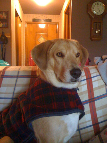 This cozy dude nearly blends in with his home's plaid design scheme.
Source: Flickr User grilled cheese
This cozy dude nearly blends in with his home's plaid design scheme.
Source: Flickr User grilled cheese