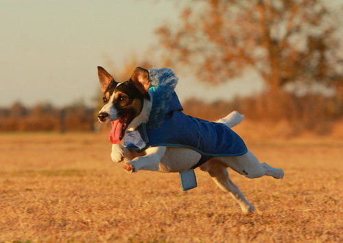 A gleeful Jack Russell is happy to be toasty in his furry hooded number.
Source: Flickr User Emery_Way
A gleeful Jack Russell is happy to be toasty in his furry hooded number.
Source: Flickr User Emery_Way