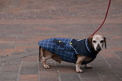 This hot dog is wrapped up in the warmest of buns.
Source: Flickr User aleske
This hot dog is wrapped up in the warmest of buns.
Source: Flickr User aleske