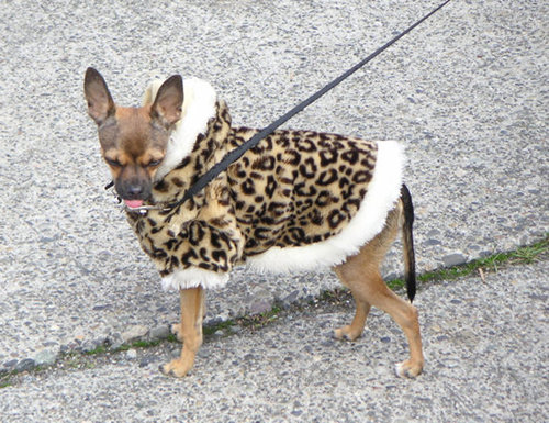 This purr-fectly spotted pup glams it up for a day on the town despite his apparent distaste!
Source: Flickr User eyspahn
This purr-fectly spotted pup glams it up for a day on the town despite his apparent distaste!
Source: Flickr User eyspahn