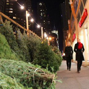 Christmas Tree Recycling Tips