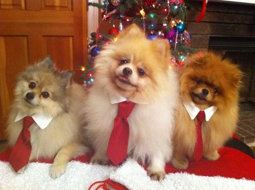 Dressed up Holiday Poms