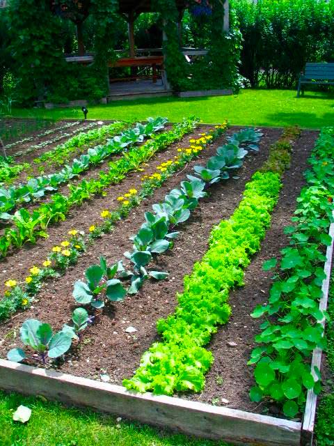 Backyard Vegetable Garden Design