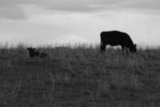 Moo