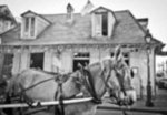 Mule at Lafitte's Bar